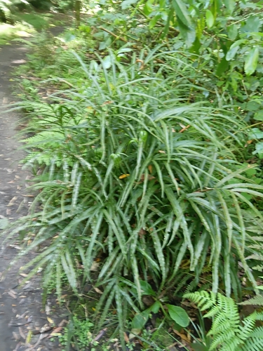 Pteris observed 2026-10-28