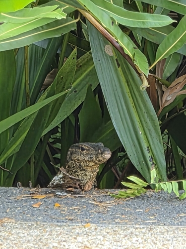 Varanus observed 2026-10-28