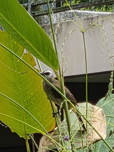 Pycnonotus goiavier observed 2026-10-28