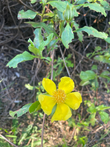Hibbertia observed 2026-10-28