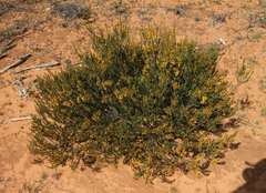 Acacia lineata