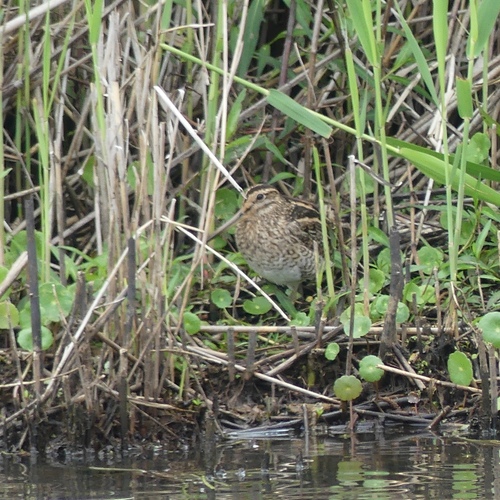 Gallinago hardwickii, 2026-10-28