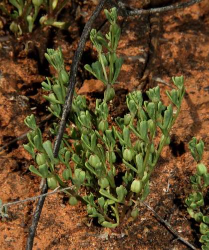 Image of Roepera ovata by (c) Russell Best, some rights reserved (CC BY)