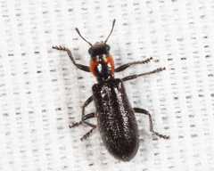 Placopterus thoracicus