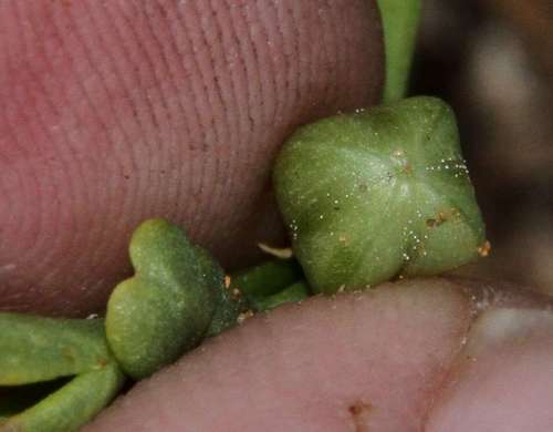 Image of Dwarf Twinleaf (Roepera ovata) by (c) Russell Best, some rights reserved (CC BY)