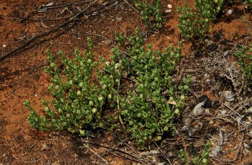 Image of Roepera ovata by (c) Russell Best, some rights reserved (CC BY)