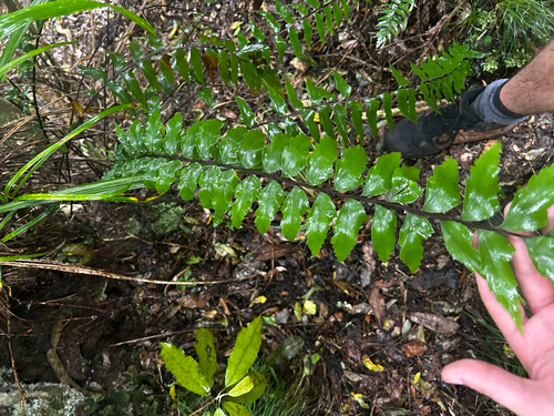 Asplenium polyodon observed 2026-10-27