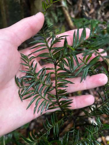 Prumnopitys ferruginea observed 2026-10-27