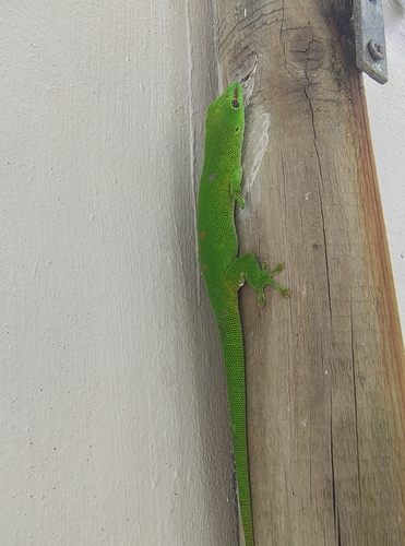 Phelsuma grandis observed 2026-10-28