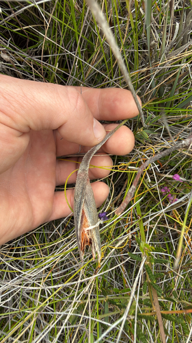Patersonia observed 2026-10-28