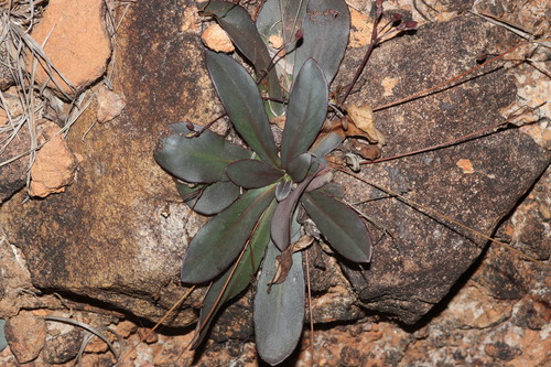 Goodenia mystrophylla observed 2026-09-28