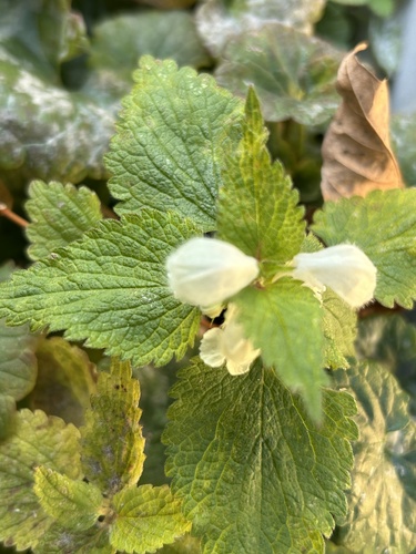 Lamium album observed 2026-10-28