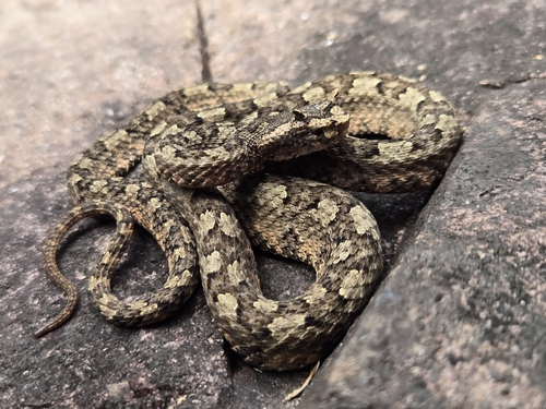 Trimeresurus observed 2026-10-28