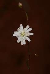 Podolepis capillaris