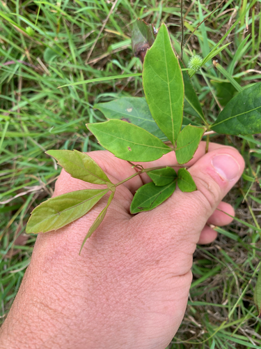 Cissus observed 2026-10-28
