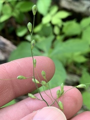 Dichanthelium boscii