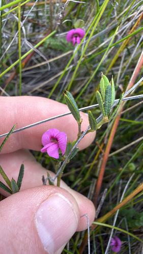 Mirbelia rubiifolia, 2026-10-28