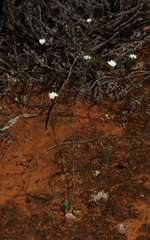 Podolepis capillaris