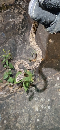 Trimeresurus observed 2026-10-28