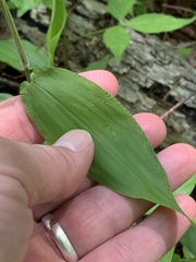 Dichanthelium boscii