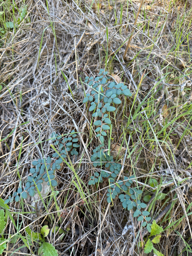 Pellaea andromedifolia, 2026-10-26