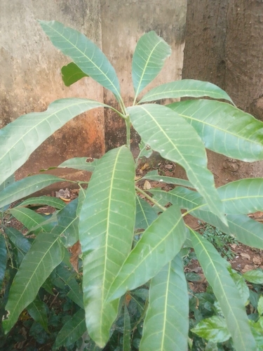 Mangifera indica observed 2026-10-27