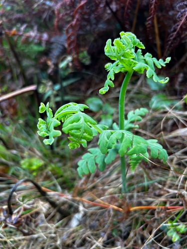 Histiopteris incisa observed 2026-10-27