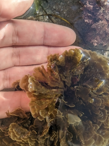 Zonaria farlowii observed 2026-10-27
