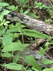 Dichanthelium boscii