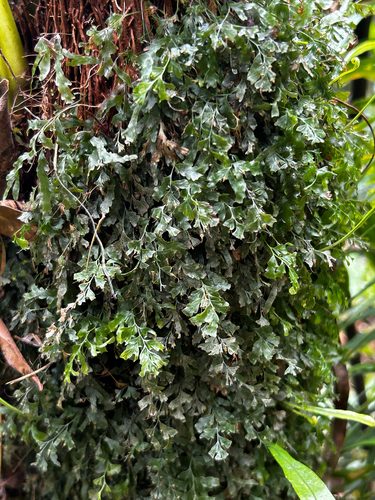 Polyphlebium venosum observed 2026-10-28