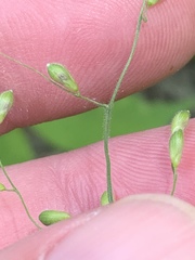 Dichanthelium boscii