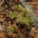 Scleranthus minusculus - Photo (c) Russell Best, algunos derechos reservados (CC BY), subido por Russell Best