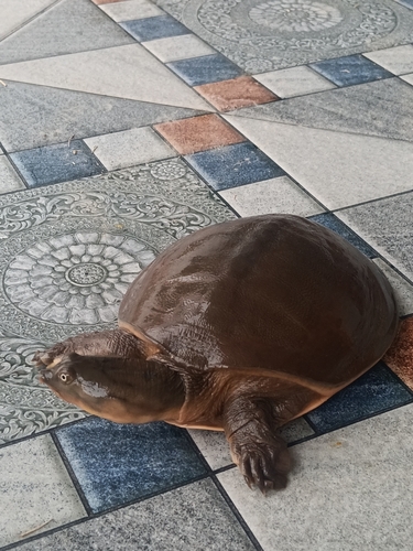 Testudo observed 2026-10-28
