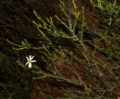 Olearia passerinoides