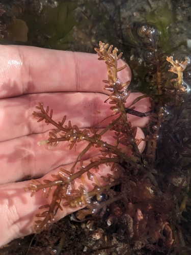 Gastroclonium coulteri, 2026-10-27