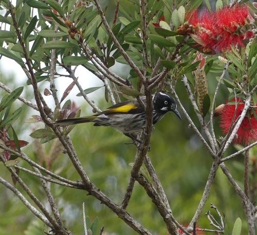 Phylidonyris novaehollandiae, 2026-10-28
