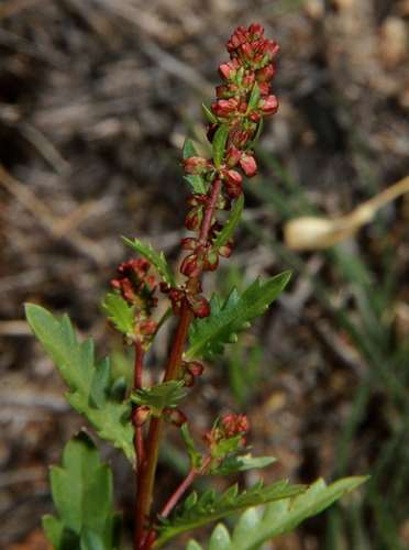 Image of Haloragis odontocarpa by (c) Russell Best, some rights reserved (CC BY)