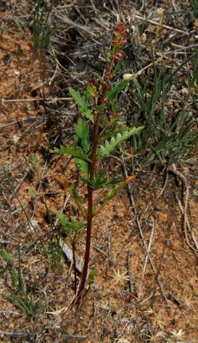 Image of Haloragis odontocarpa by (c) Russell Best, some rights reserved (CC BY)