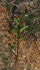 Haloragis odontocarpa