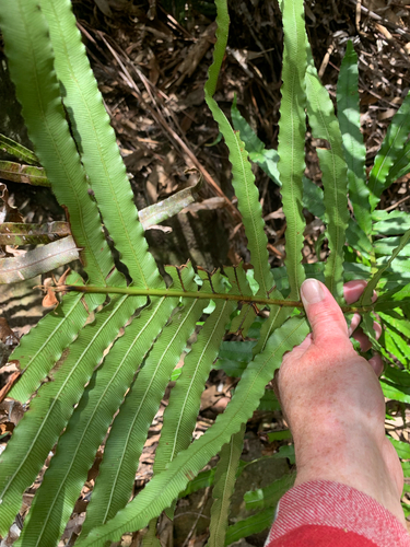Blechnum observed 2026-10-28