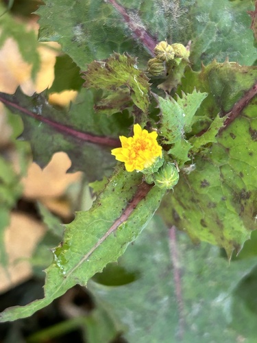 Sonchus oleraceus observed 2026-10-28