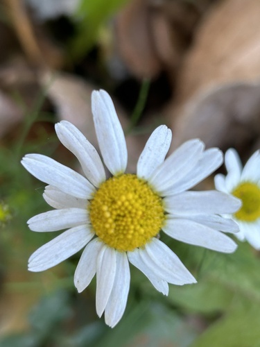Chrysanthemum observed 2026-10-28