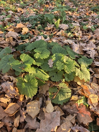 Alliaria petiolata observed 2026-10-28
