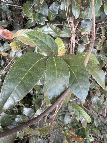 Malaisia scandens observed 2026-10-28