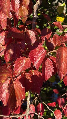 Viburnum dentatum observed 2026-10-20