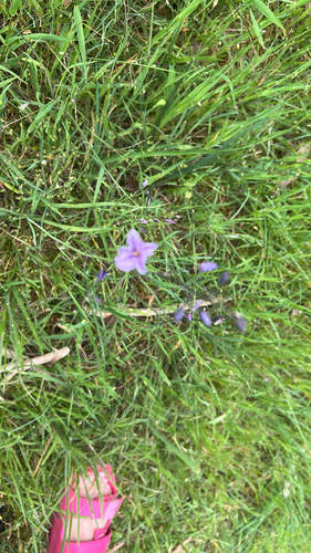 Arthropodium strictum, 2026-10-28