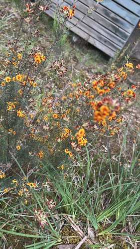Dillwynia cinerascens, 2026-10-28
