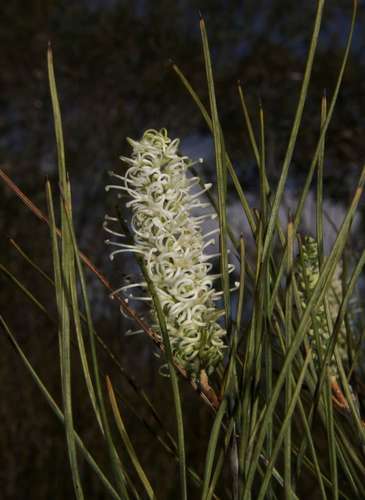 Image of Grevillea pterosperma by (c) Russell Best, some rights reserved (CC BY)