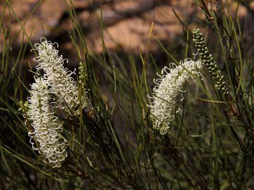Image of Grevillea pterosperma by (c) Russell Best, some rights reserved (CC BY)