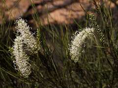 Grevillea pterosperma